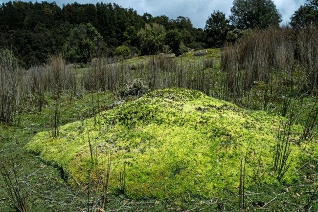 Sphagnum Moss Farming Brings New Hope for Peatland Restoration and Climate Goals
