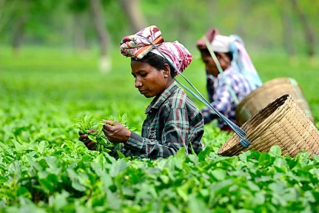 India’s Raw Tea Leaf Price Crashes 50% Amid Import Surge and Export Fears, Leaving Small Growers at Risk