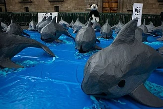 Illegal Fishing Threatens Mexico’s Vaquita Porpoise, Officials Warn
