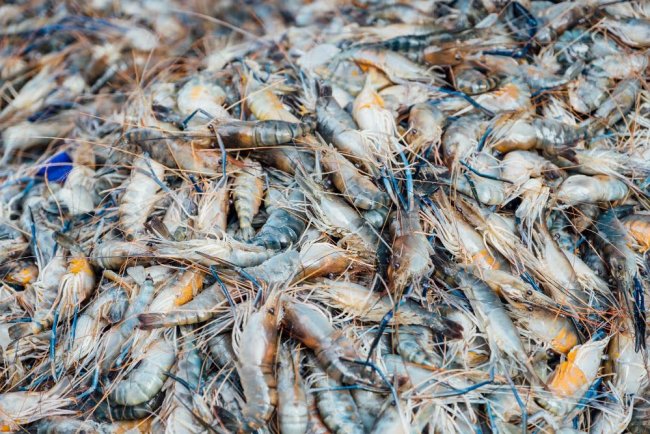 Shrimp Waste Transformed into Cost-Effective Carbon Capture Material