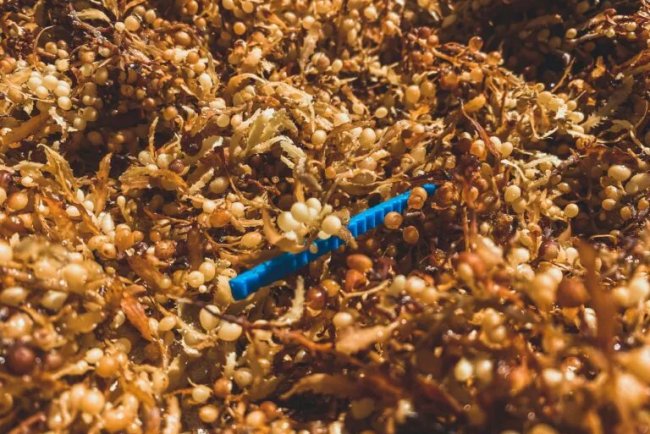 Caribbean Islands Transform Sargassum Seaweed from Problem to Resource