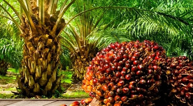 Oil Palm in Chhattisgarh: A Sustainable Path to Rural Prosperity