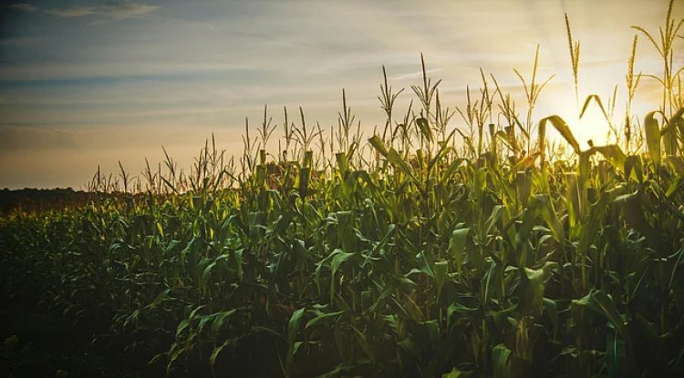 India’s Ethanol Programme Reshapes Oilseed Farming and Import Bill