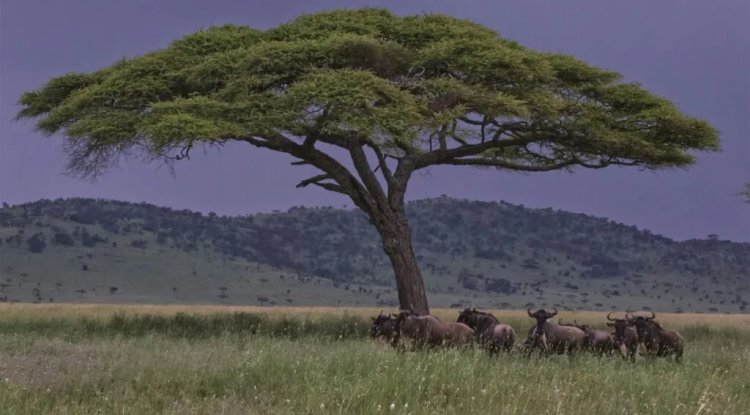 Wildebeest: Africa's Climate Guardians in the Serengeti