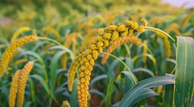 FCI Procures 2,442 Metric Tonnes of Ragi in Odisha, Boosting Millets Mission and Farmer Income