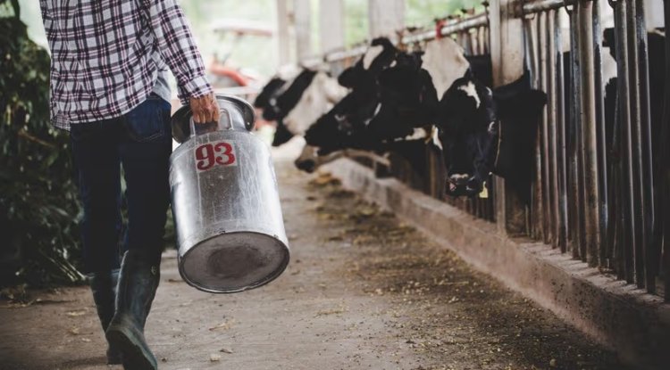 Brazil Faces Rising Methane Emissions from Beef Industry Ahead of COP 30