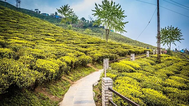 India’s Tea Output Falls Amid Climate Challenges