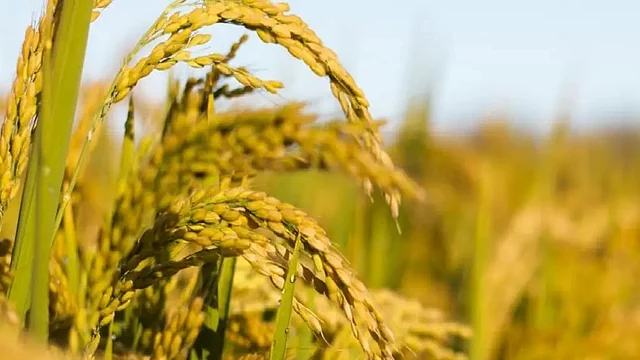 Kharif Crop Sowing Set to Surpass 2024 Levels