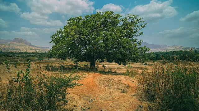 Parliament Panel Demands Stronger Heatwave Measures Amid Rising Climate Threats