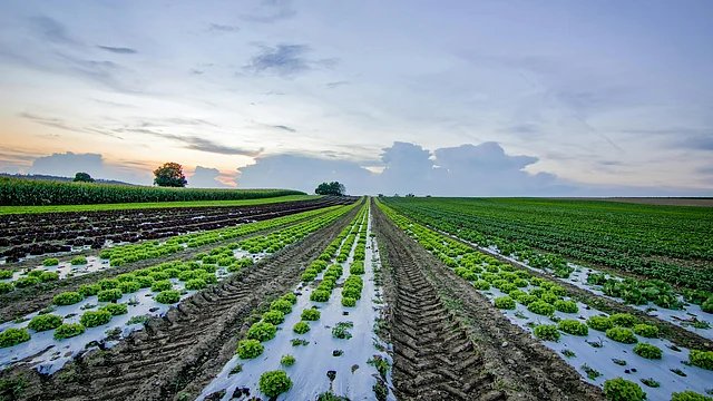 Crop Insurance in India 2025: New Reforms Deliver Timely Aid and Accountability for Farmers