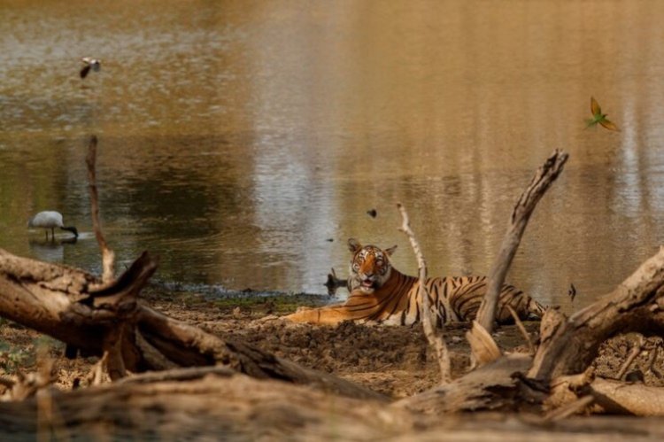 Sundarbans Becomes Second Largest Tiger Reserve