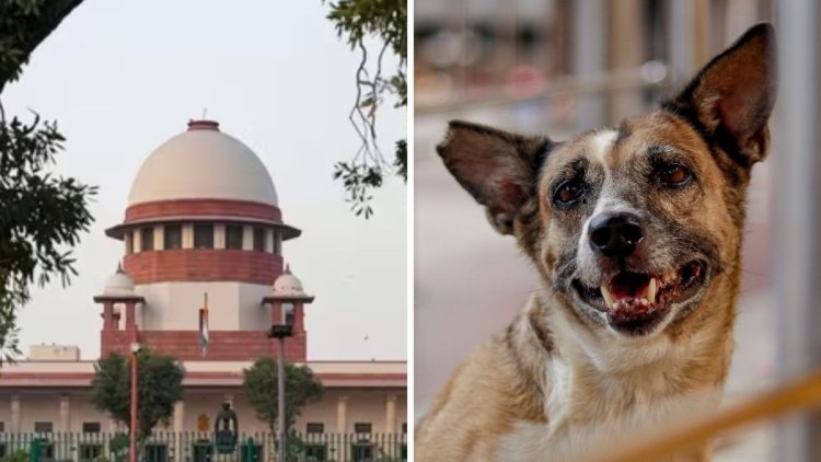 Supreme Court Revises Stray Dog Order: Focus Shifts to Neutering and Vaccination, Not Mass Relocation