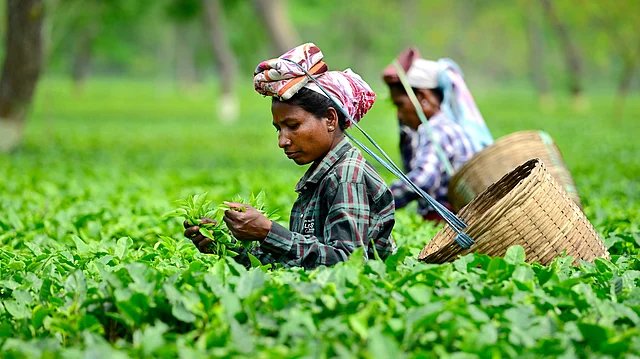 India’s Raw Tea Leaf Price Crashes 50% Amid Import Surge and Export Fears, Leaving Small Growers at Risk