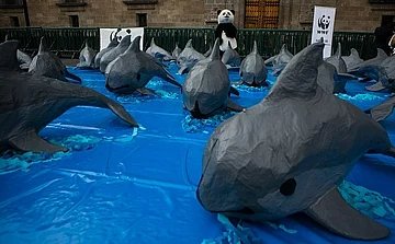 Illegal Fishing Threatens Mexico’s Vaquita Porpoise, Officials Warn