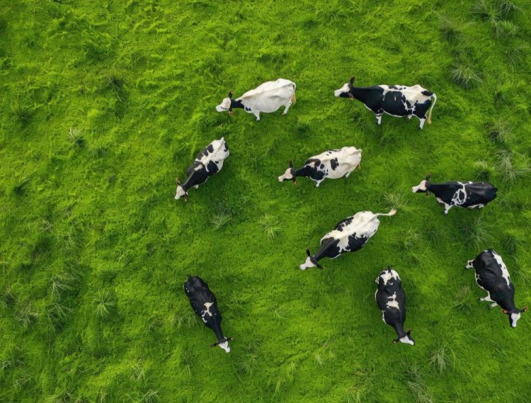 A New Era of Transparency: Campbell Brothers Launches Responsible Sourcing Guide