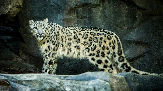 Year-Round Snow Leopards Now Resident in Jammu & Kashmir