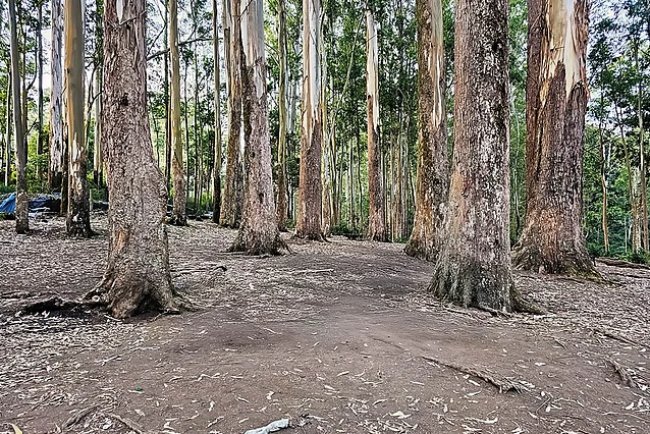 India is Losing Forests Faster Than It Can Replace Them