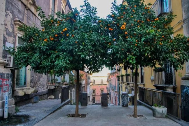 Urban Foraging Expands as Falling Fruit Maps Edible City Resources
