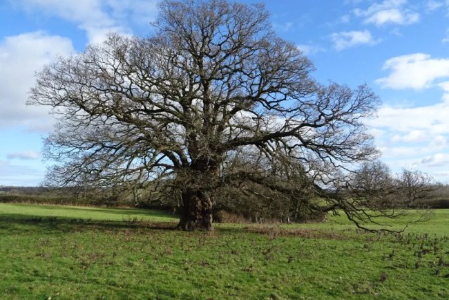 Ancient Oak Trees Show Remarkable Root Adaptation to Absorb More Carbon