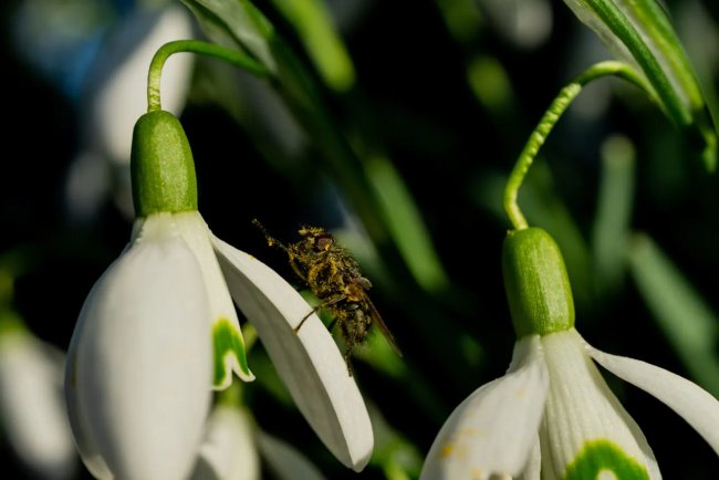 The Secret Survival Strategies of Insects in Freezing Weather