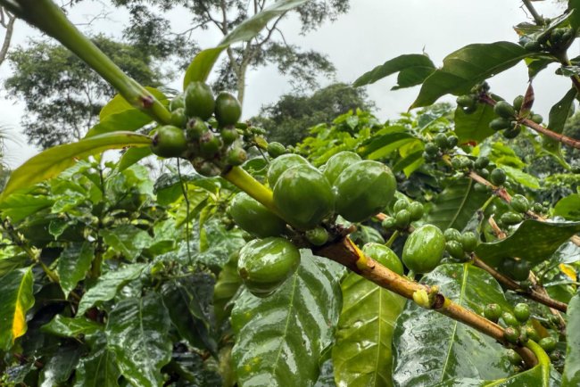 New Certification Launched to Drive Regenerative Farming in Coffee Industry