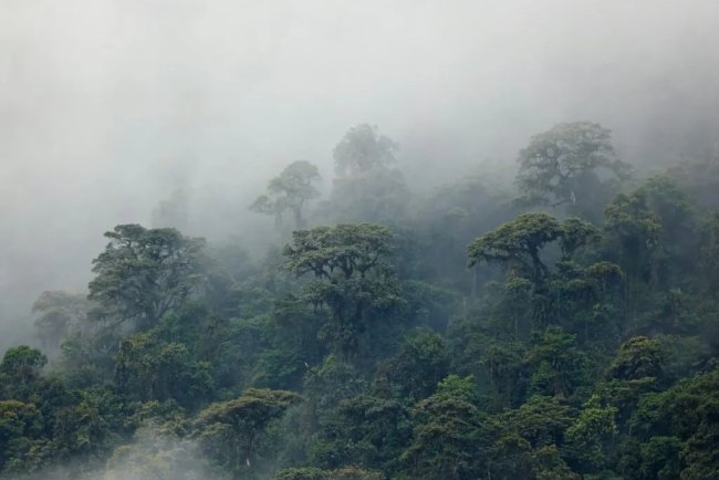 Colombia Unveils Major New Strategy to Protect Amazon Rainforest