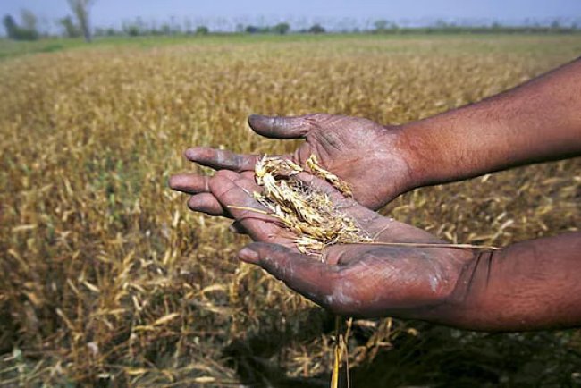 Nanded Farmers to Get 100% Crop Loss Relief With ₹553 Crore Compensation, Setting New Benchmark
