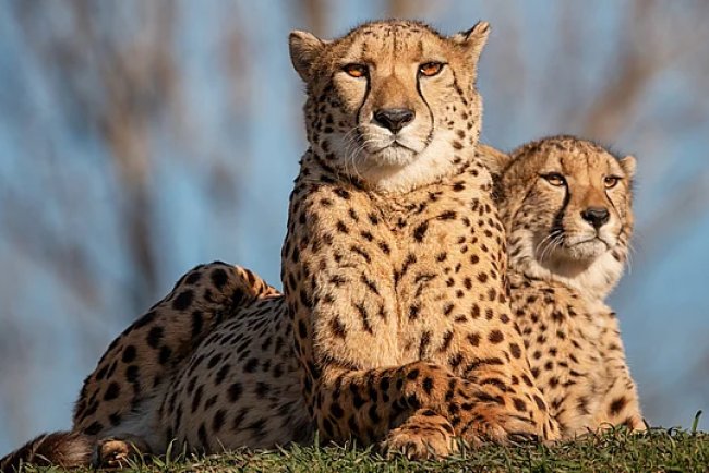 Female Cheetah Shifted From Kuno to Gandhi Sagar as Project Faces Global Scrutiny