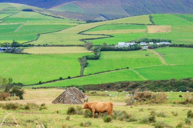 Ireland's Methane Accounting Strategy Risks Jeopardising Climate Goals, Report Warns