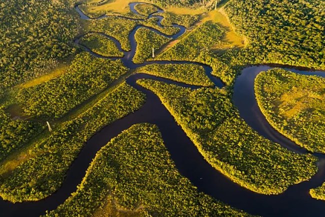 Amazon’s Giant Trees Absorb More Carbon, But Deforestation Jeopardizes Global Climate Buffer