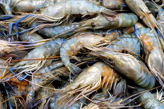 Indian Shrimp Exporters Pivot to China Amid US Tariff Shock