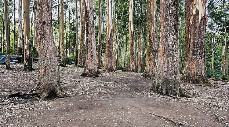 India is Losing Forests Faster Than It Can Replace Them