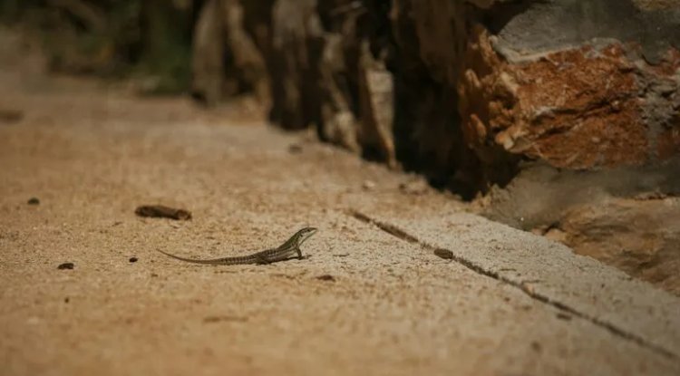 Vermont Amphibian Underpass Reduces Road Deaths by 80 Percent