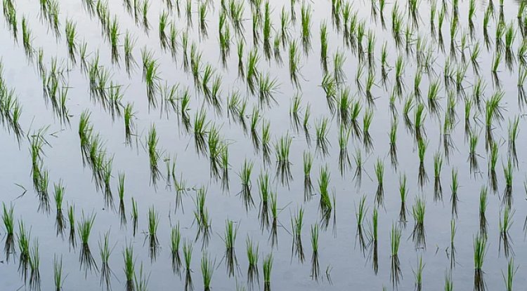 MGNREGA Demand Drops 26% in August as Kharif Sowing Surges to Record