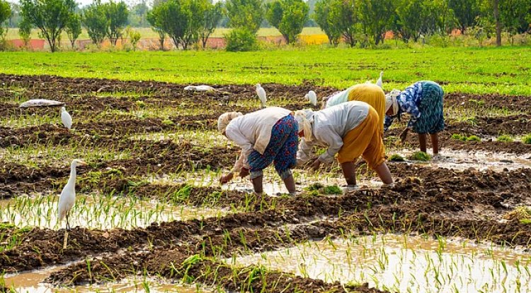 GST Rate Cuts on Tractors, Farm Machinery & Fertilisers Signals Structural Reform