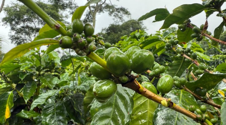 New Certification Launched to Drive Regenerative Farming in Coffee Industry