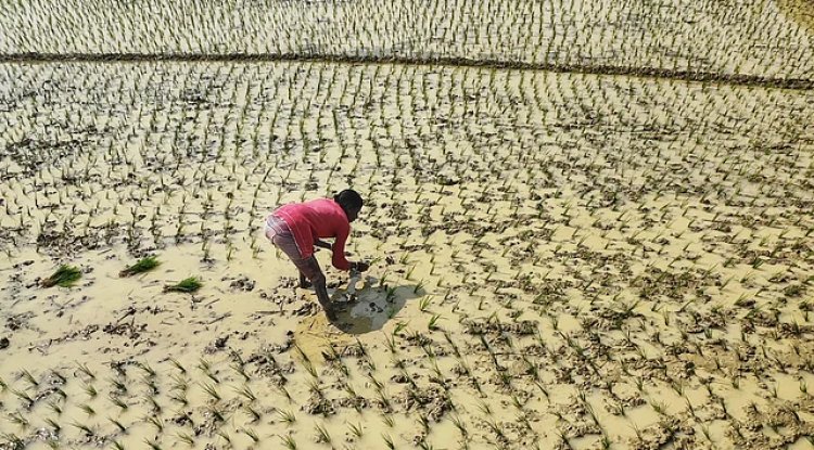 Punjab to Allow Flood-Hit Farmers to Mine Sand for Relief and Recovery