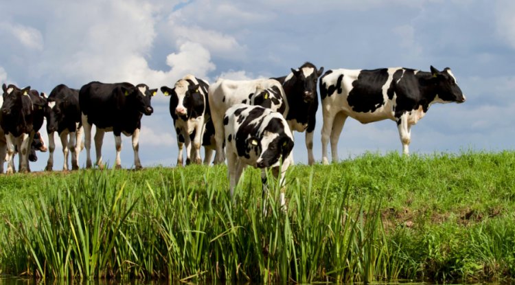 UN Report Links Animal Welfare Reforms to Combating Global Antimicrobial Resistance