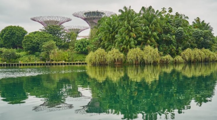 Singapore Secures Over 2M Tonnes Nature Carbon Credits