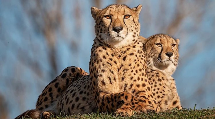Female Cheetah Shifted From Kuno to Gandhi Sagar as Project Faces Global Scrutiny