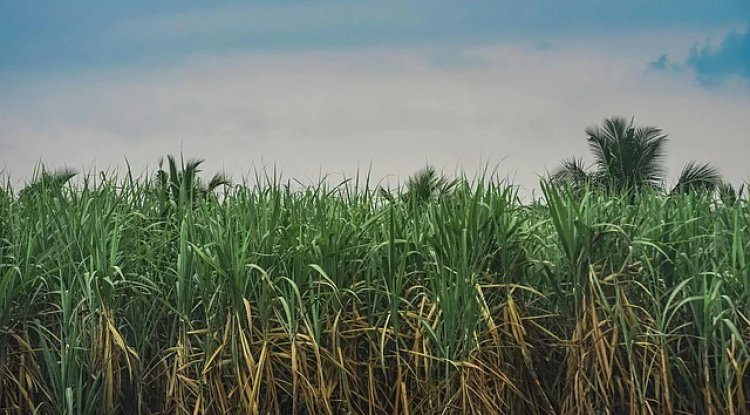 India’s Ethanol Blending Hits Record, But Sugar Mills Face Profit Squeeze and Pricing Hurdles