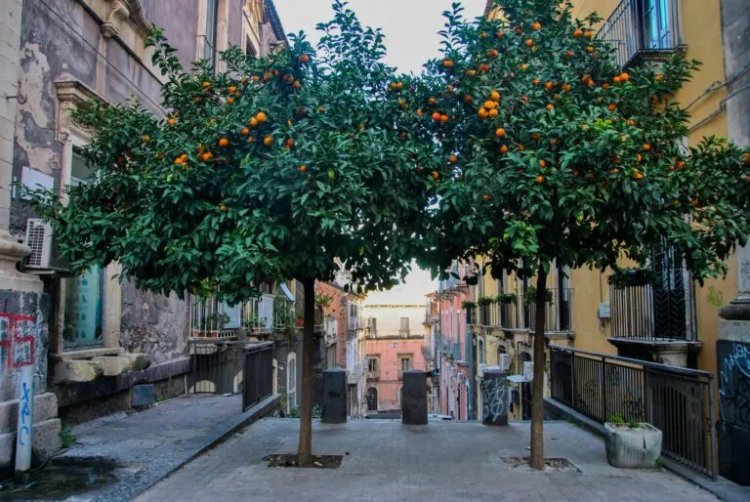 Urban Foraging Expands as Falling Fruit Maps Edible City Resources