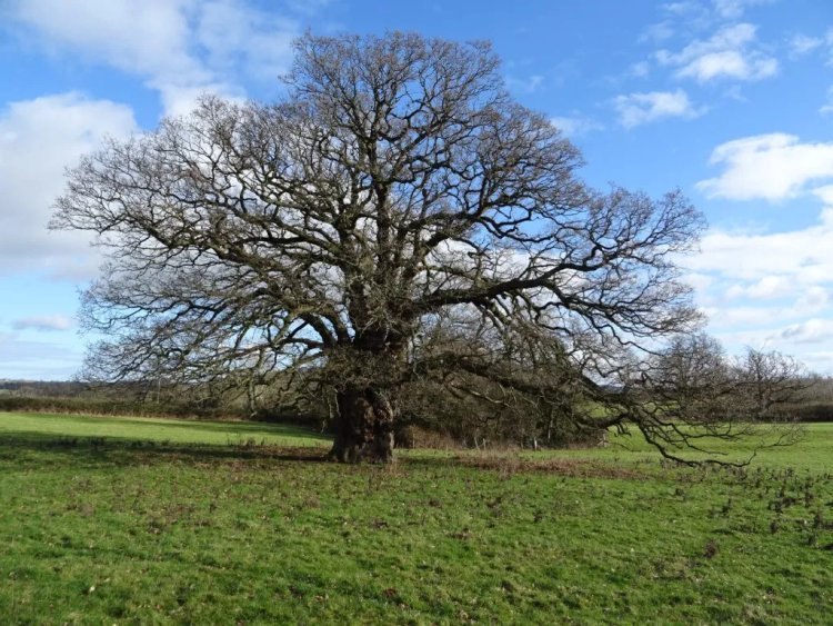 Ancient Oak Trees Show Remarkable Root Adaptation to Absorb More Carbon