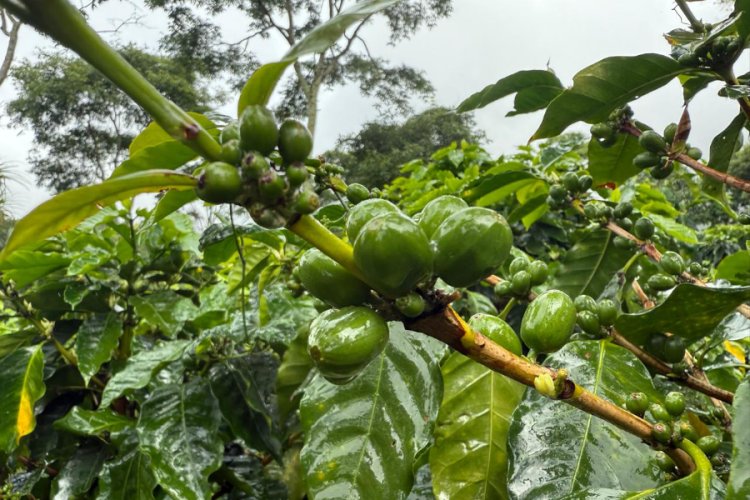 New Certification Launched to Drive Regenerative Farming in Coffee Industry