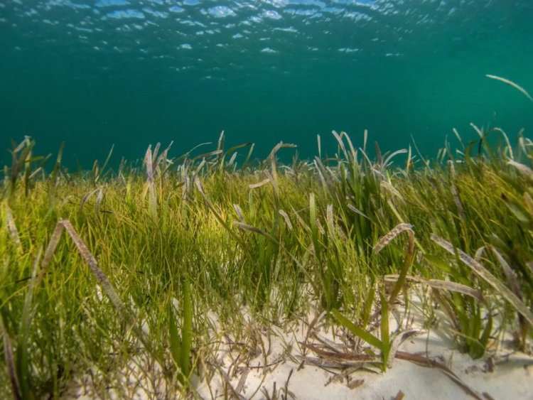 Ocean Grain Farming Proposed as Solution to Climate-Lost Farmland