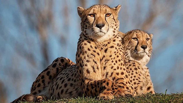 Female Cheetah Shifted From Kuno to Gandhi Sagar as Project Faces Global Scrutiny