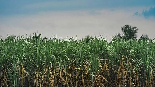India’s Ethanol Blending Hits Record, But Sugar Mills Face Profit Squeeze and Pricing Hurdles