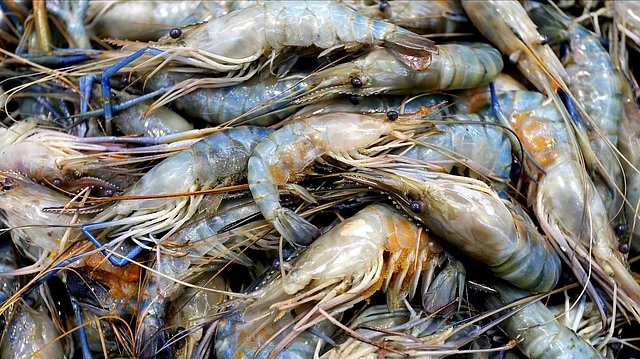 Indian Shrimp Exporters Pivot to China Amid US Tariff Shock