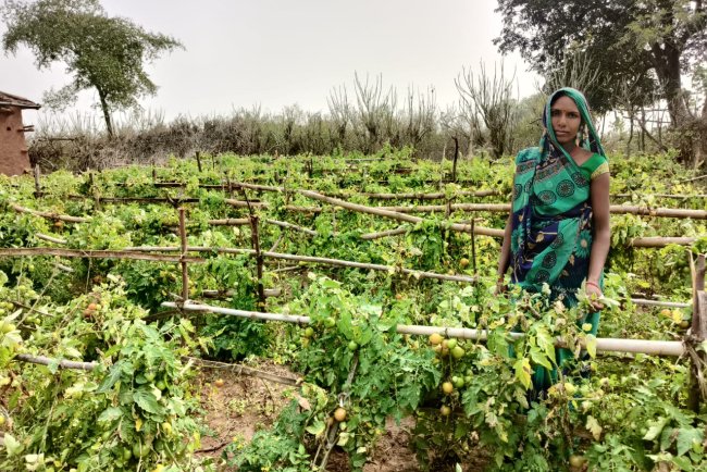 India Focuses on Rural Systems for Long-Term Food Security