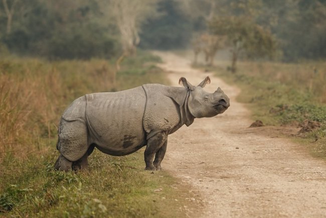 Rethinking Conservation In Northeast India